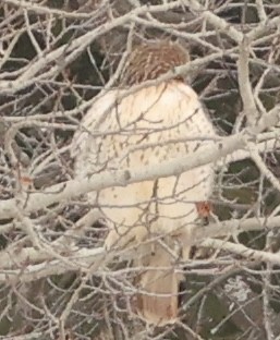 Red-tailed Hawk - ML646056756