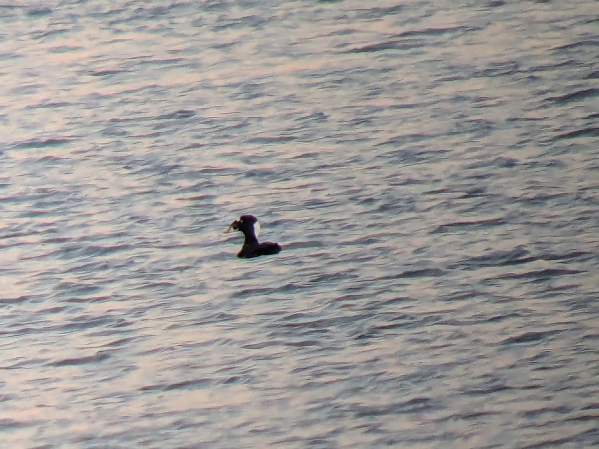 Surf Scoter - ML646056762