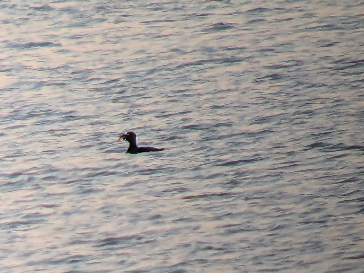 Surf Scoter - ML646056763