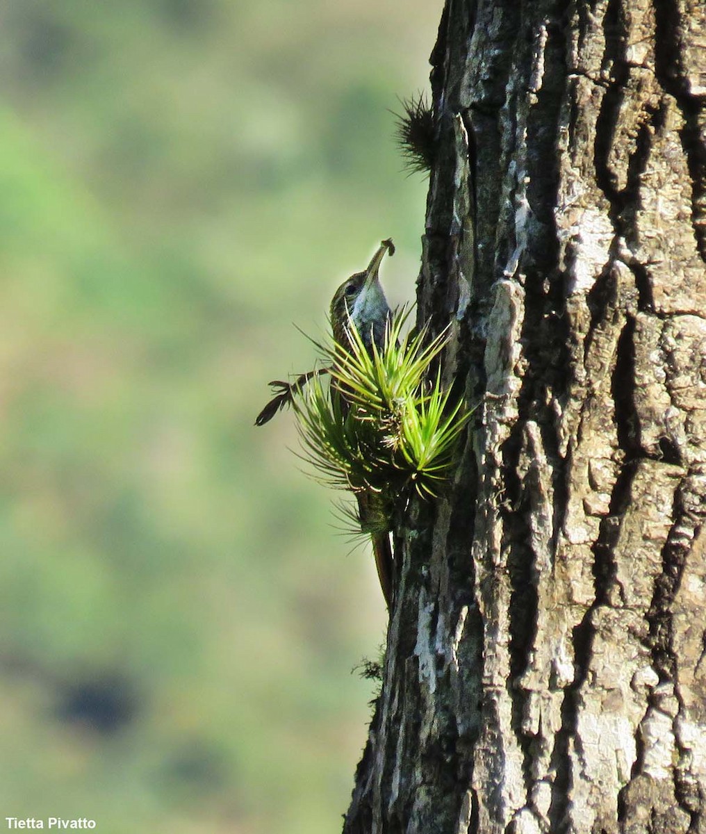 Scaled Woodcreeper - ML646056765