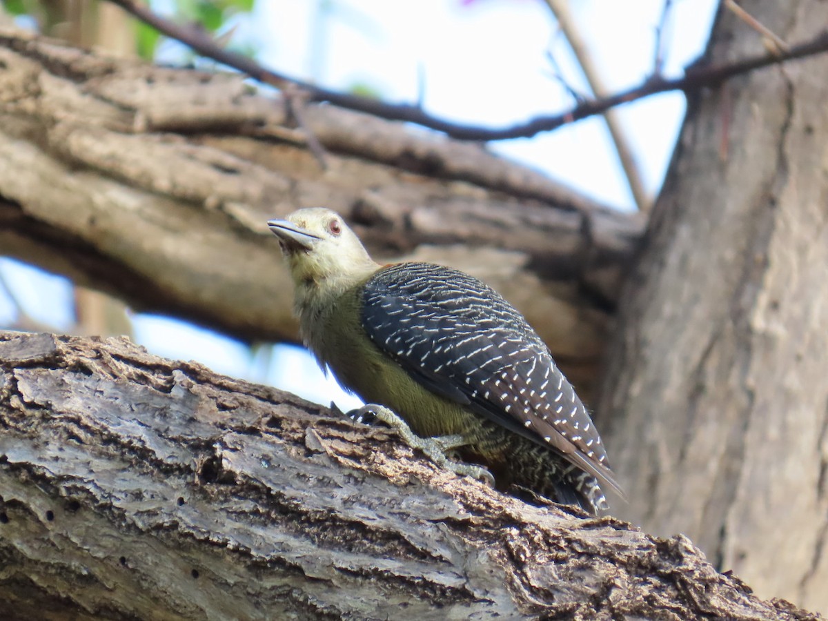 Jamaican Woodpecker - ML646056766