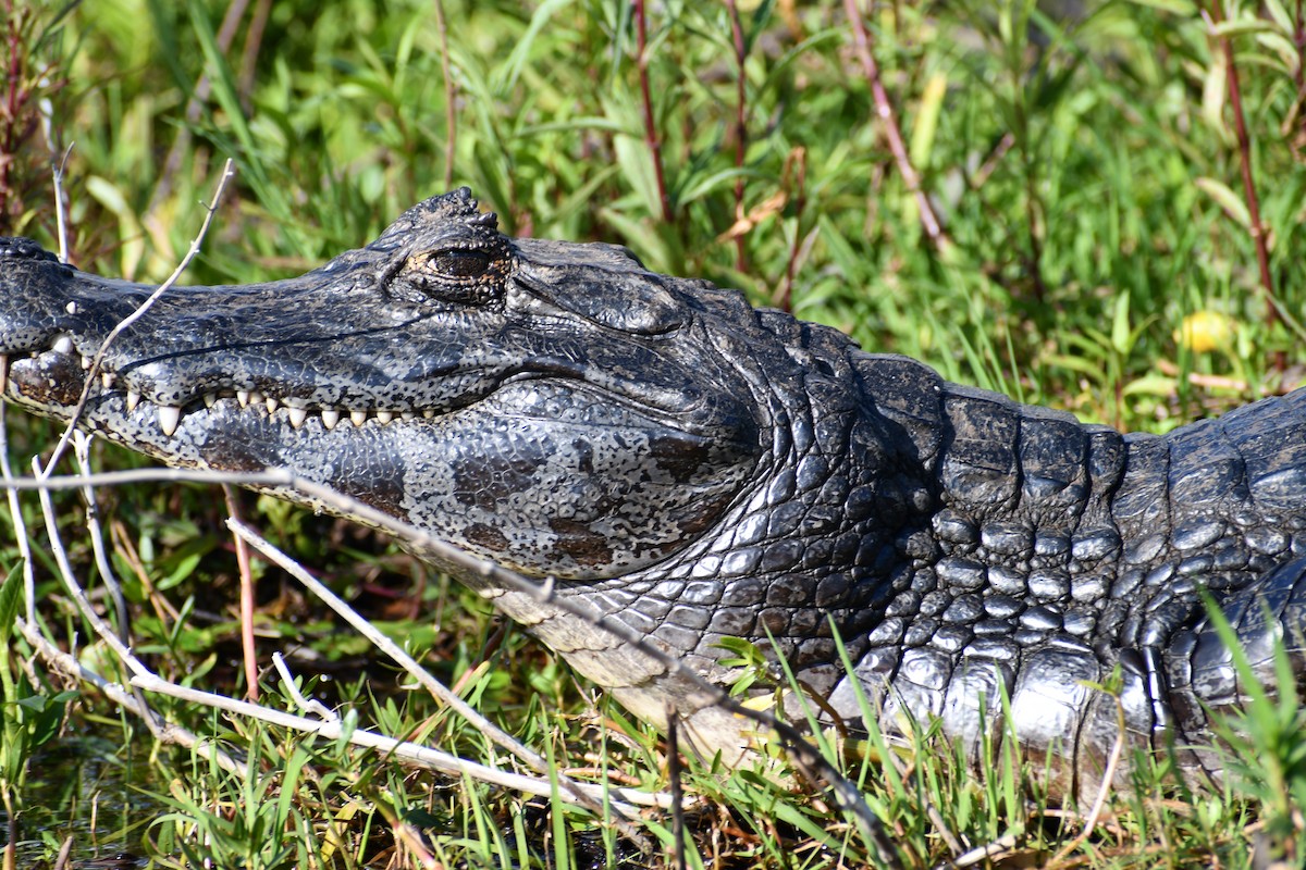 Typical Caimans - ML646056772