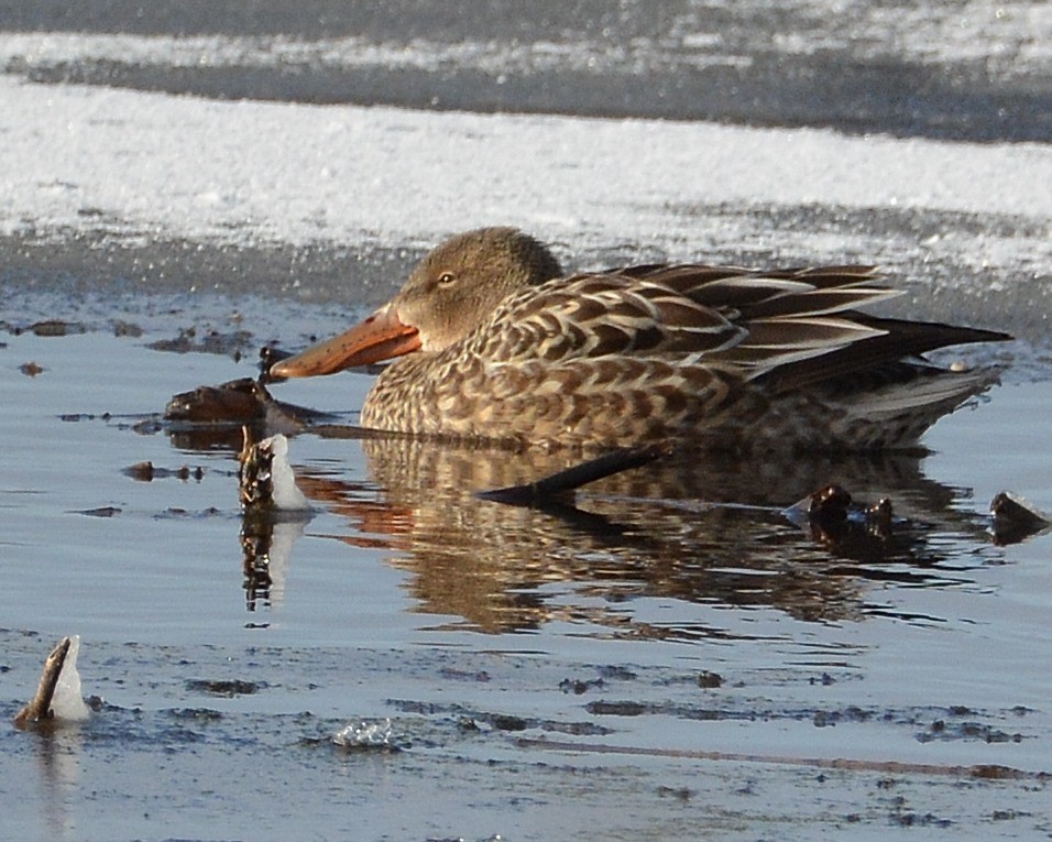 Northern Shoveler - ML646056776