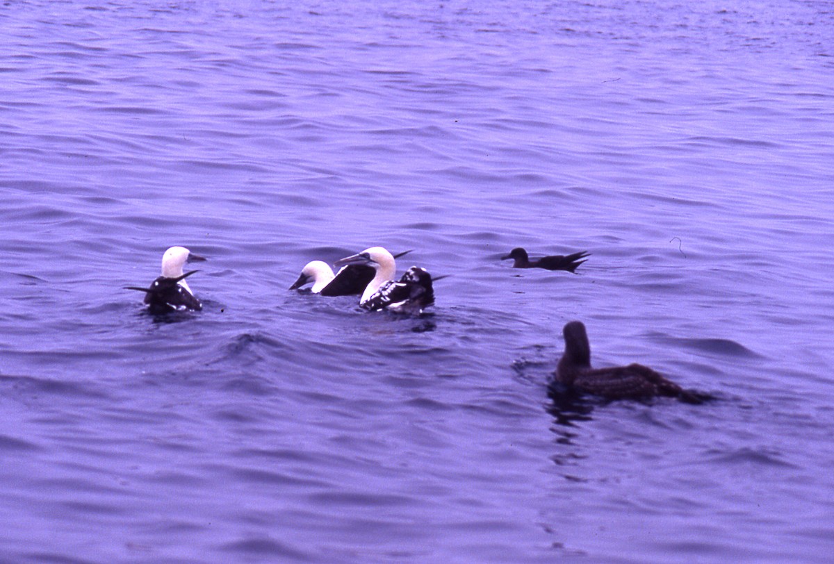 Northern Gannet - ML646056777