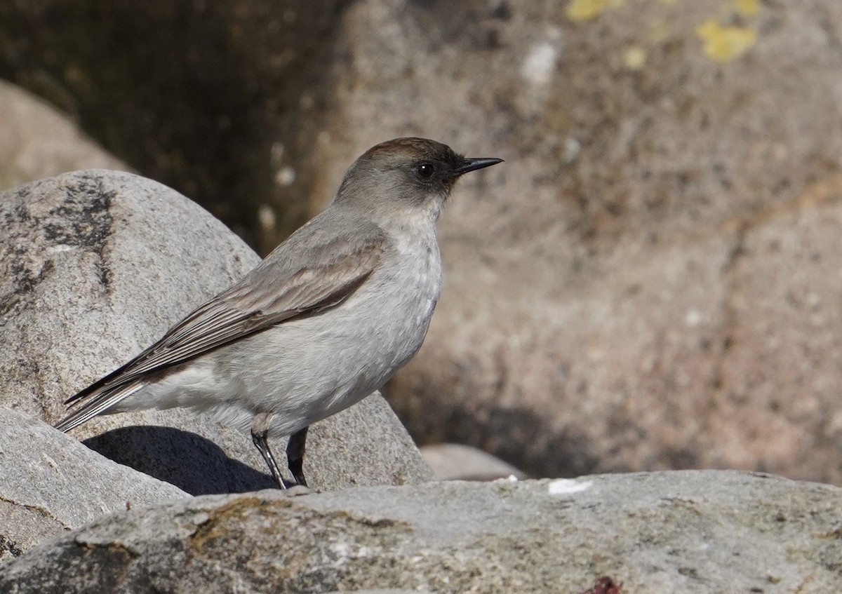 Maskengrundtyrann (maclovianus) - ML646056787