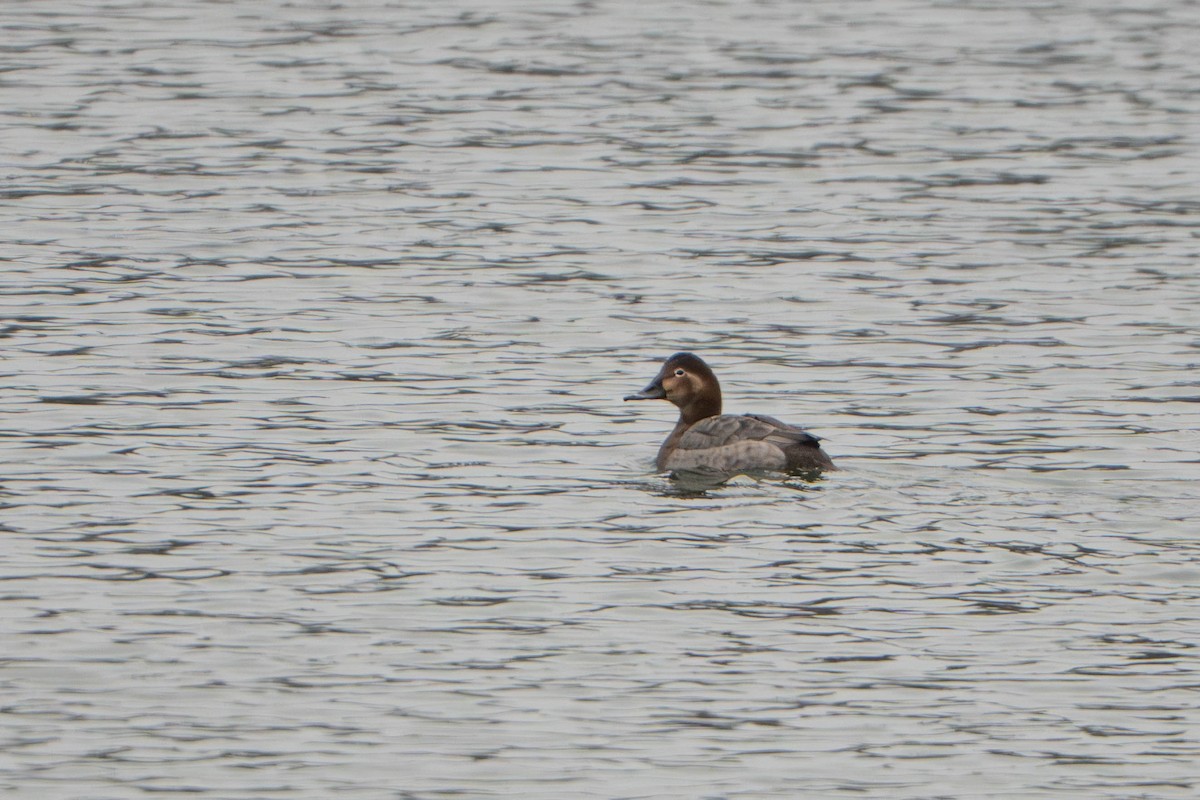 Common Pochard - ML646056791