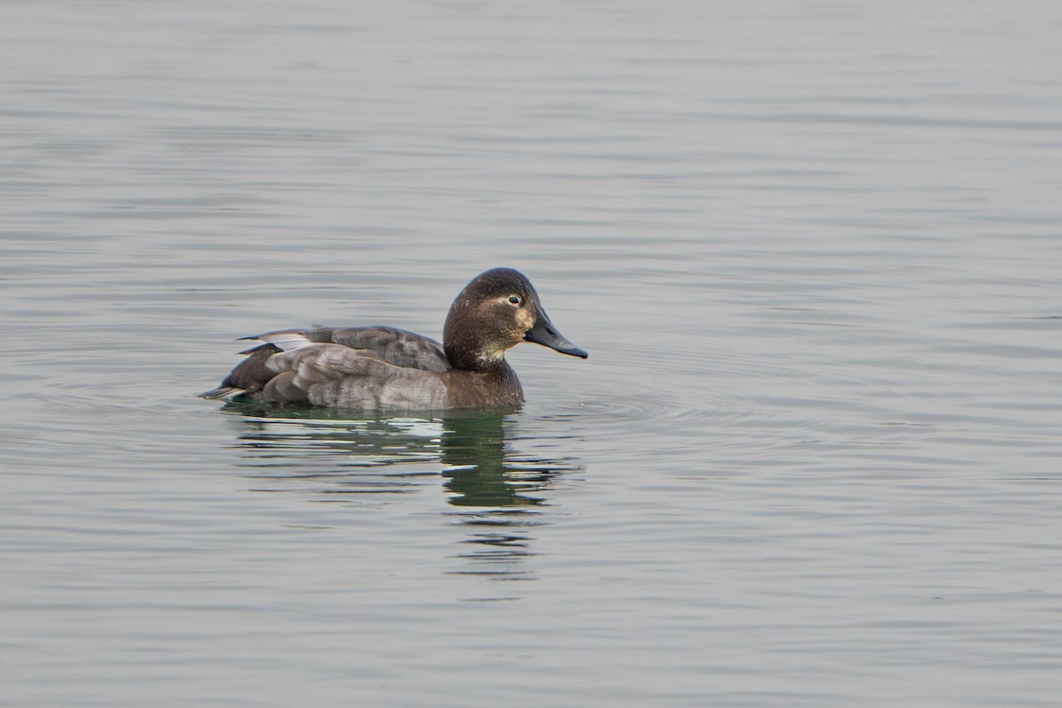 Common Pochard - ML646056792