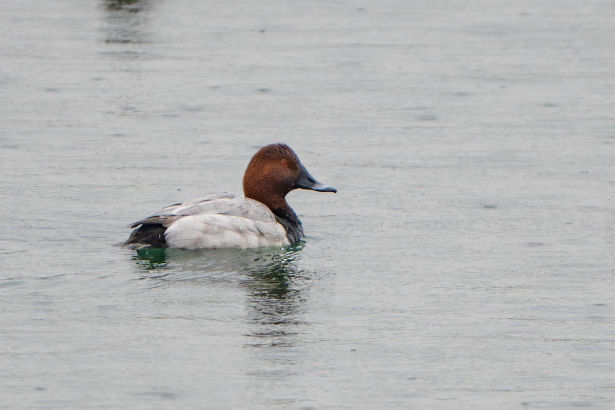 Common Pochard - ML646056793