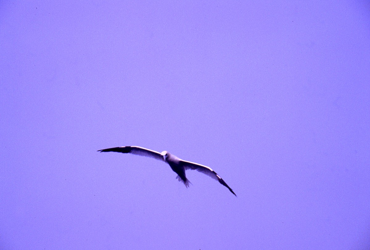 Northern Gannet - ML646056794