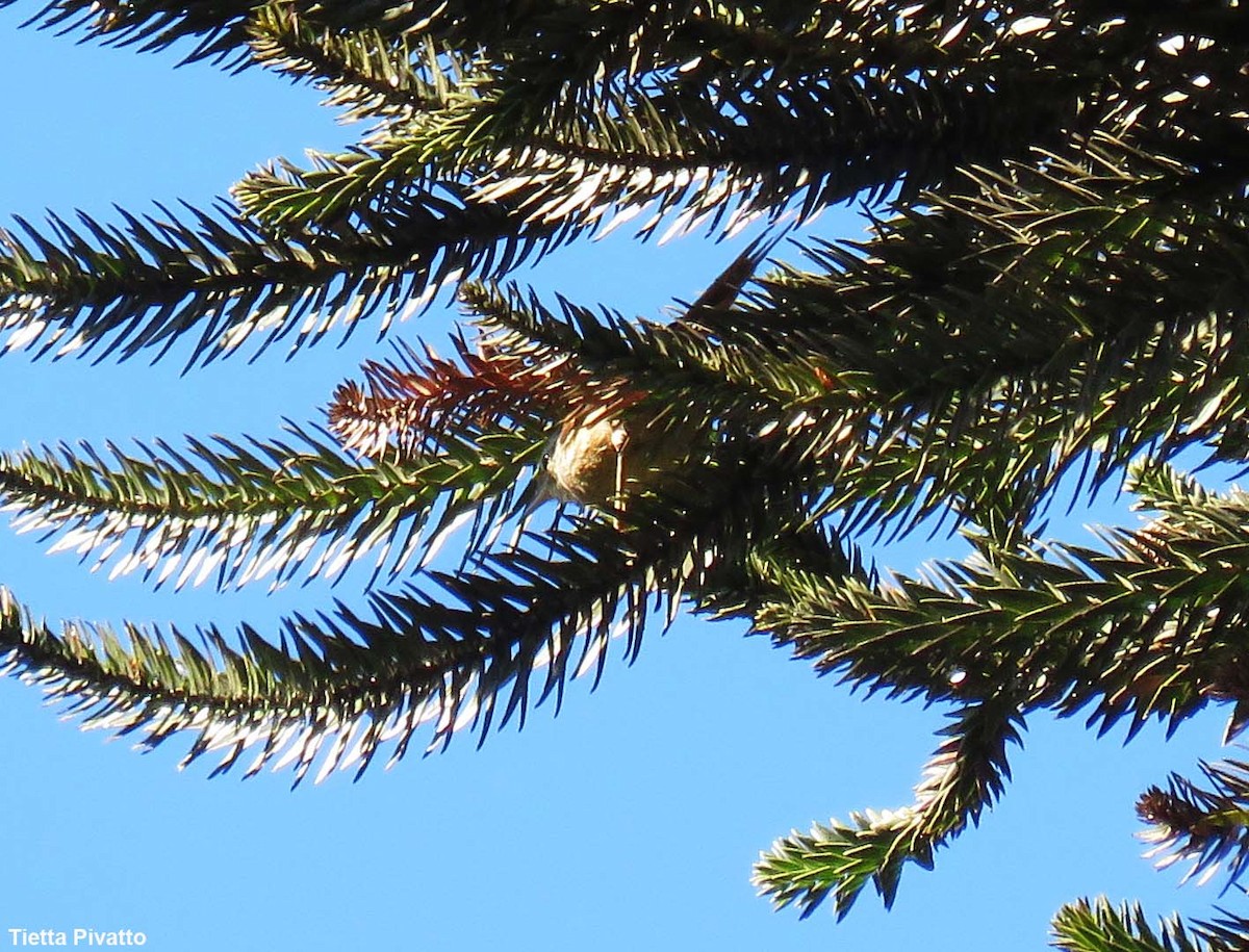 Araucaria Tit-Spinetail - ML646056800