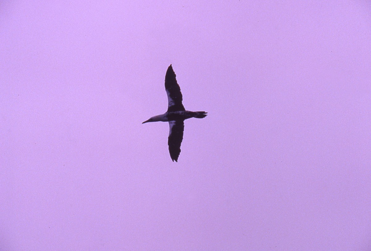 Northern Gannet - ML646056801