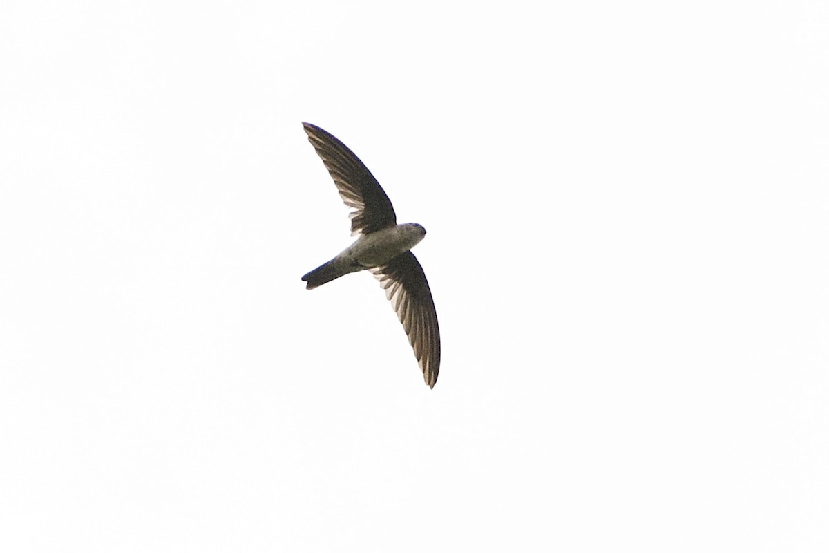 Asian Palm Swift - ML646056807