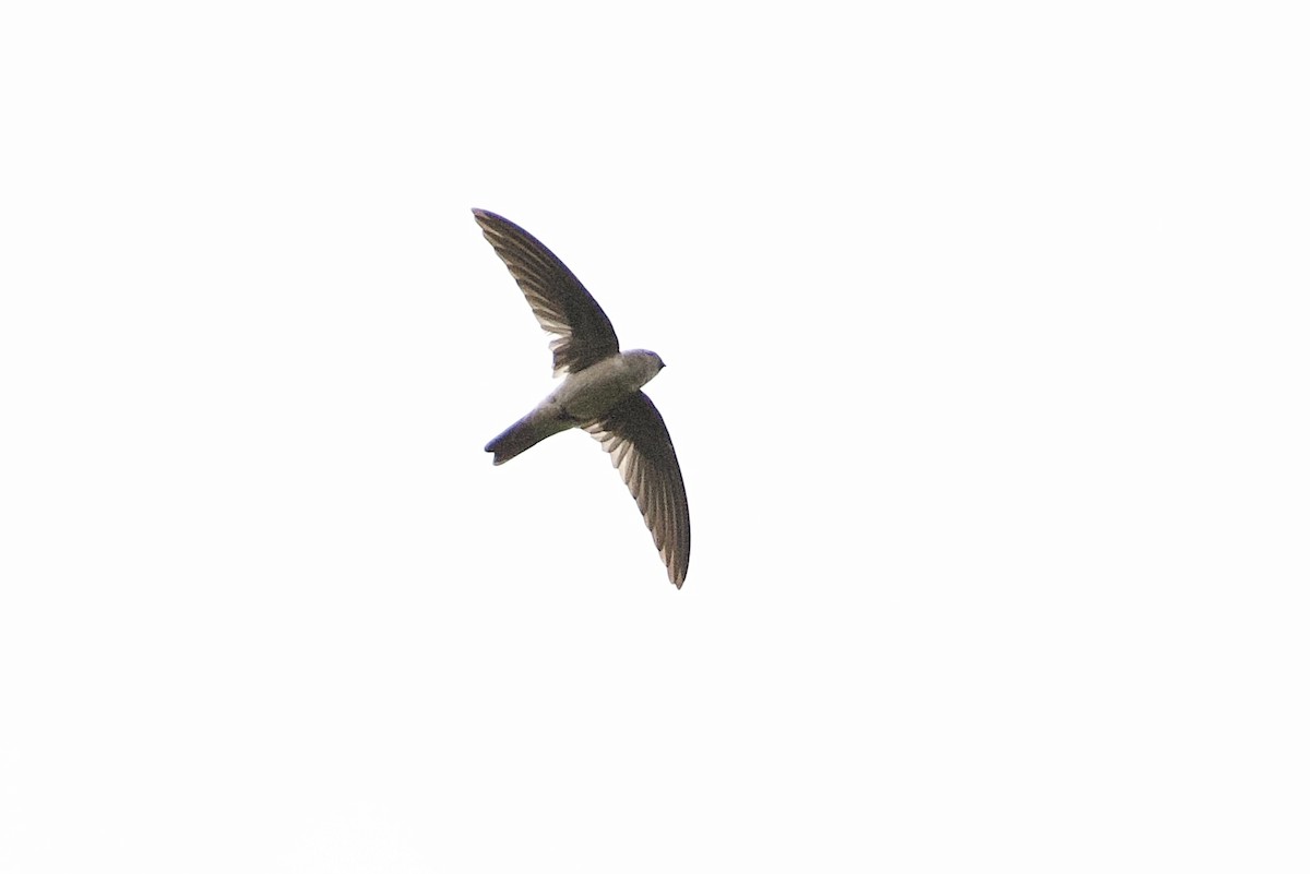 Asian Palm Swift - ML646056808