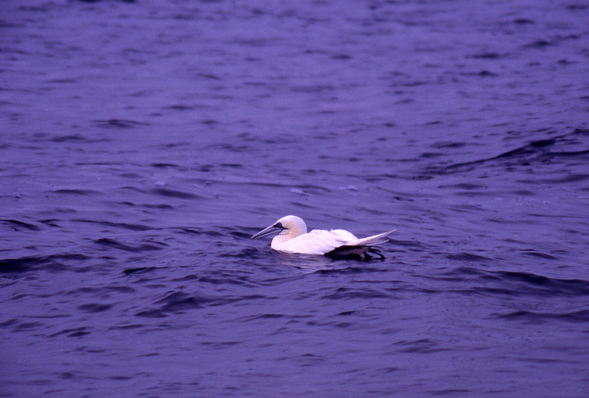 Northern Gannet - ML646056813
