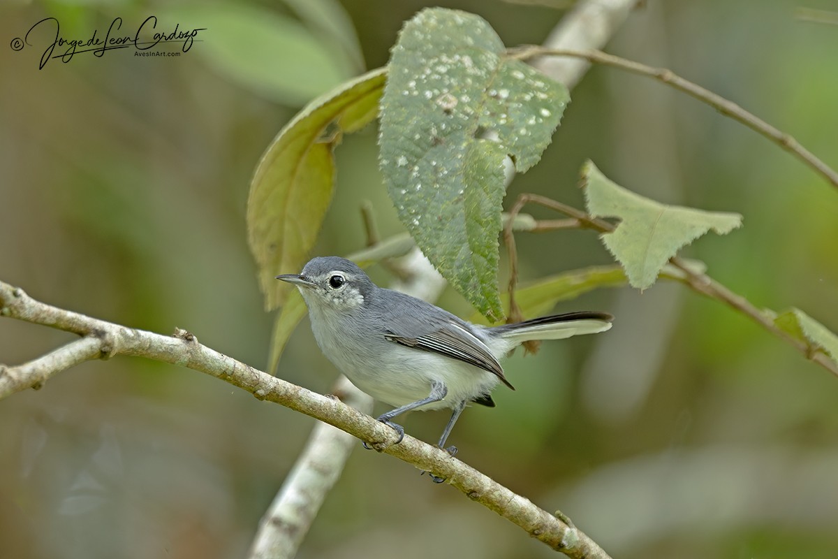 White-browed Gnatcatcher - ML646056820