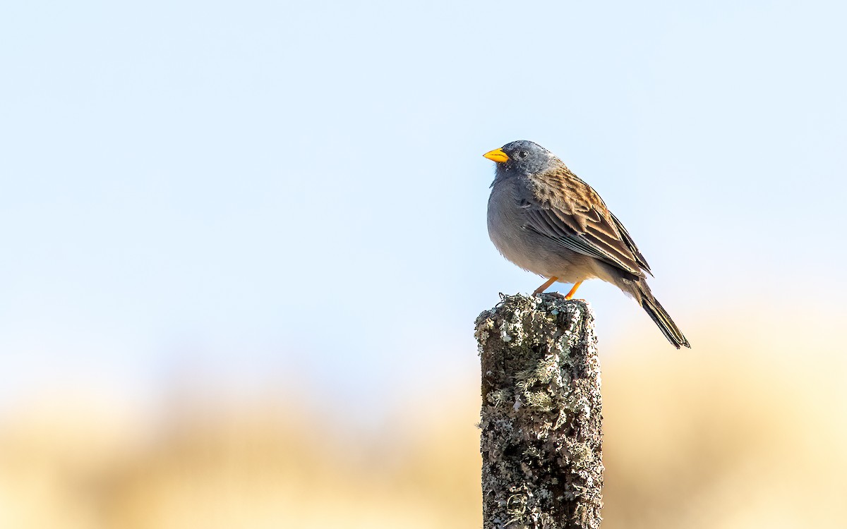 Band-tailed Sierra Finch - ML646056833