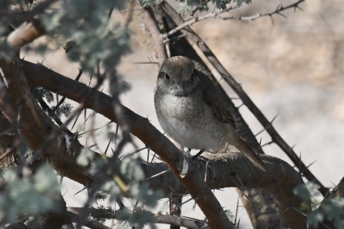 isabellavarsler - ML646056840