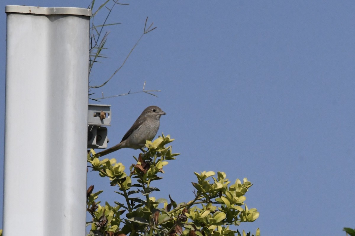 isabellavarsler - ML646056841