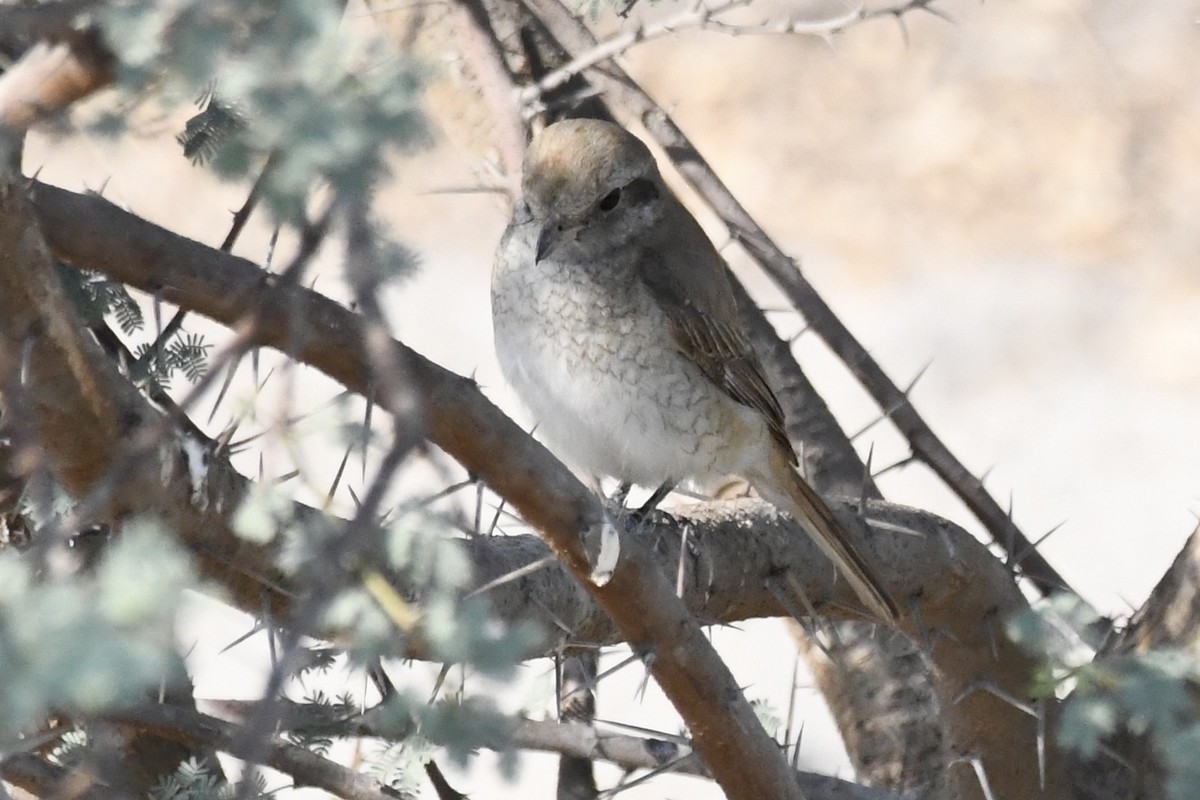 isabellavarsler - ML646056842