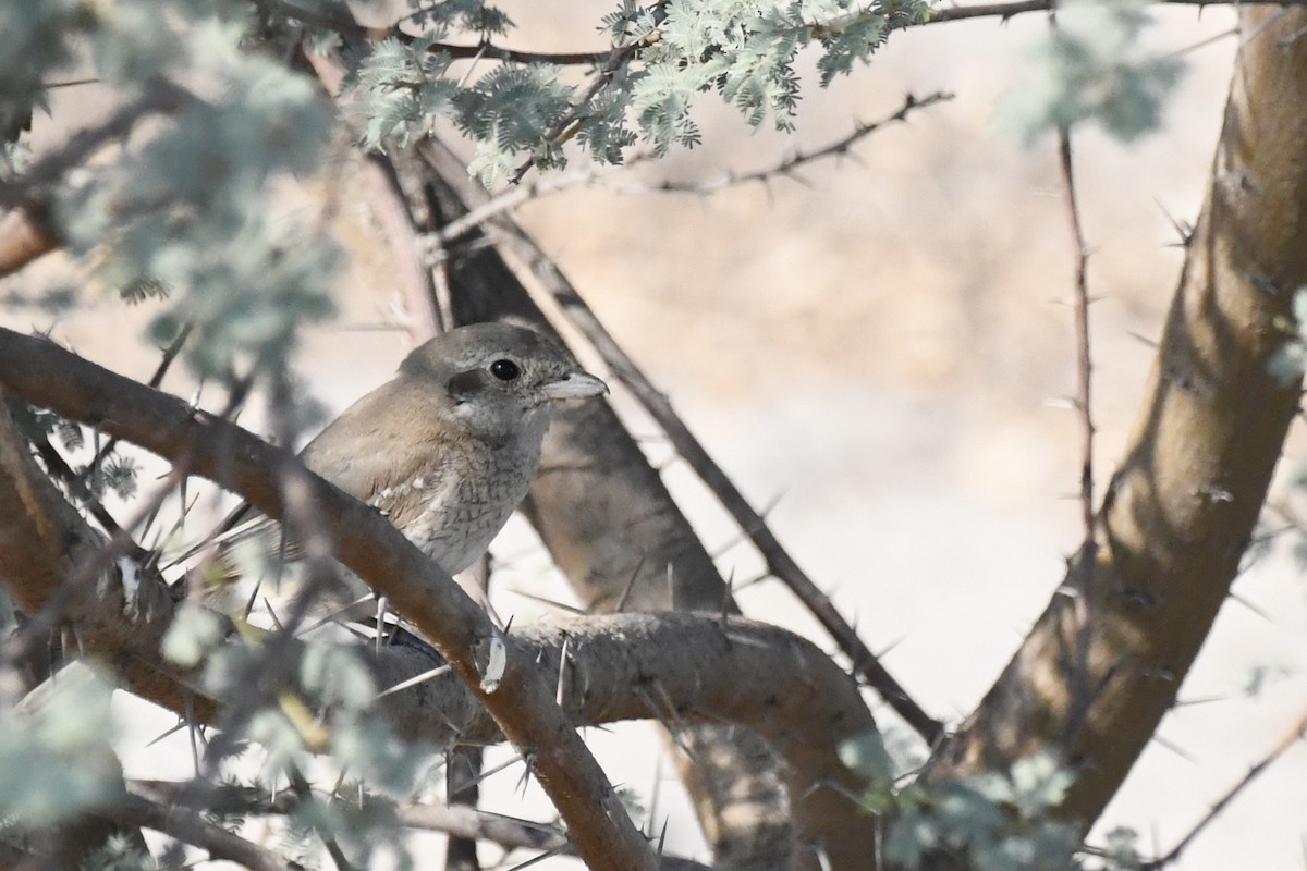 isabellavarsler - ML646056843