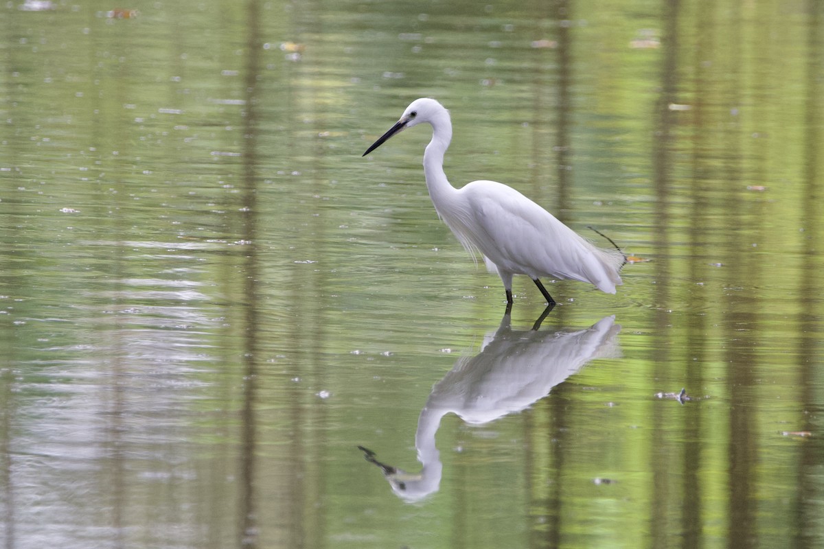 Little Egret - ML646056844