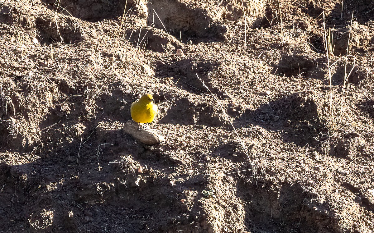 Greenish Yellow-Finch - ML646056850
