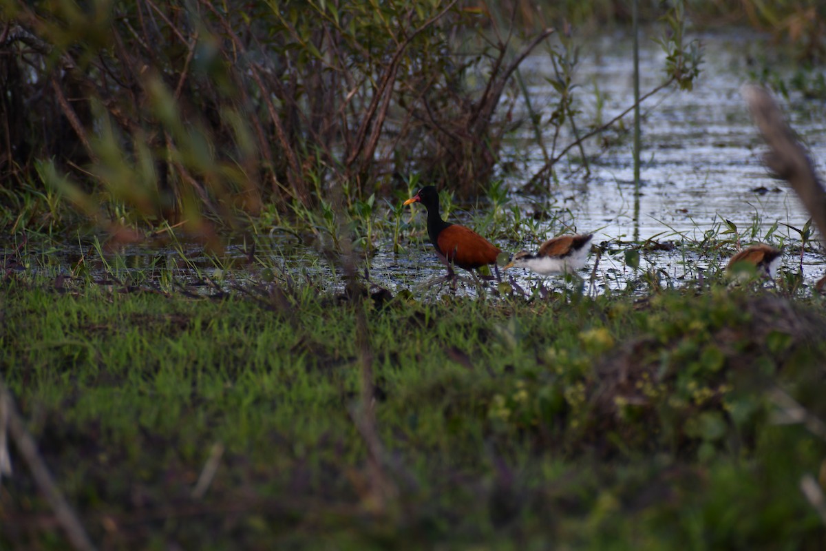 Wattled Jacana - ML646056856