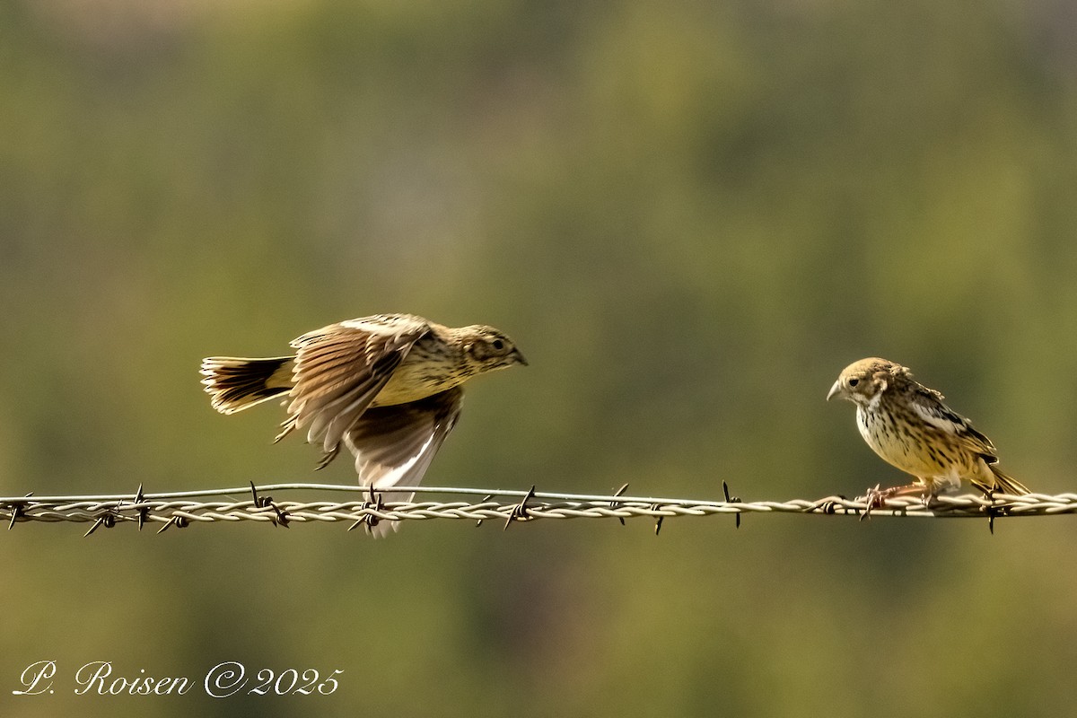 Жаворонковая овсянка - ML646056862
