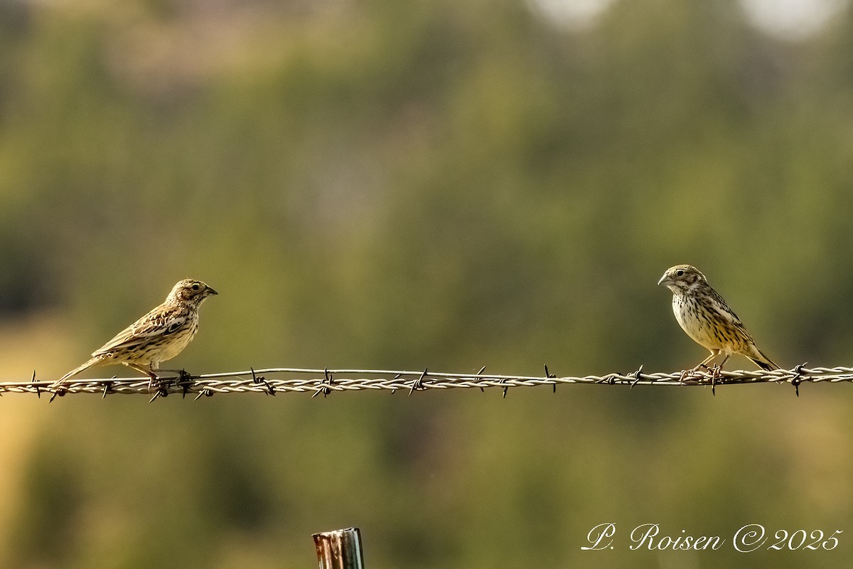 Жаворонковая овсянка - ML646056863