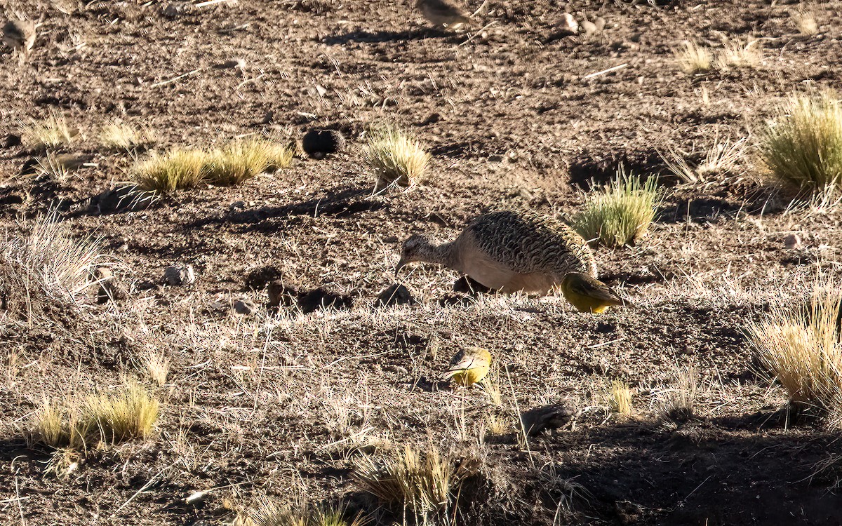 Ornate Tinamou - ML646056866