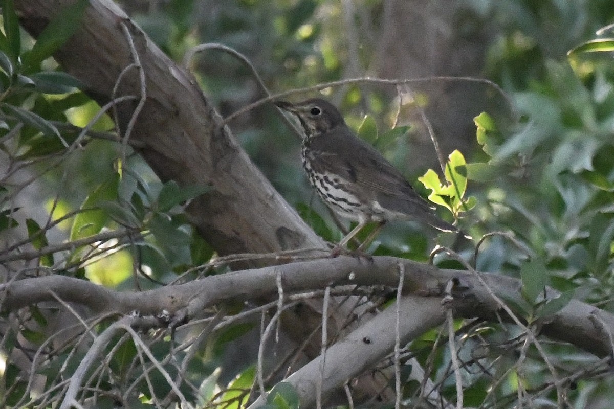 Song Thrush - ML646056883