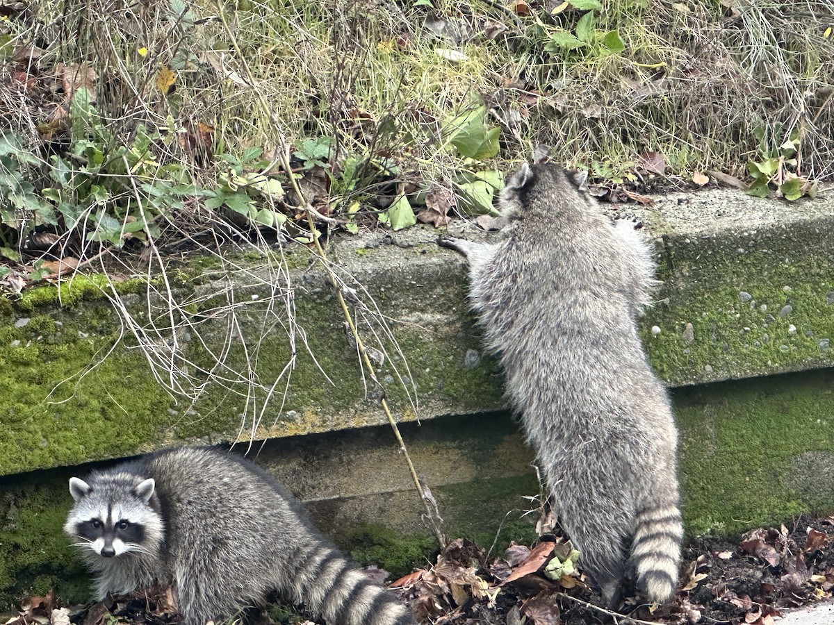 動物界 - ML646056885