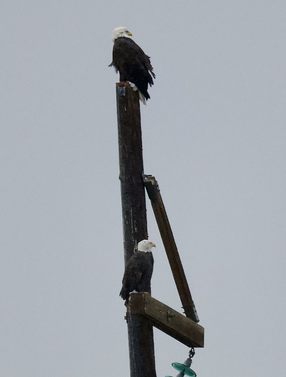 Орлан білоголовий - ML646056886