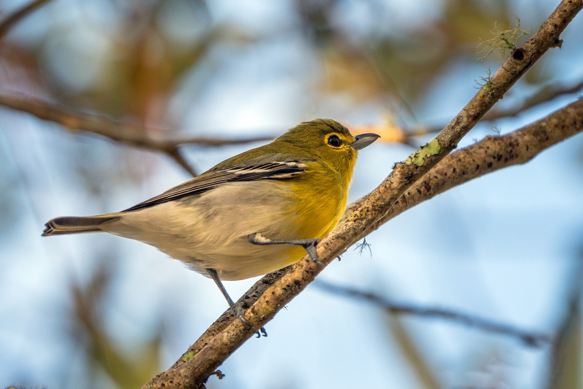 Yellow-throated Vireo - ML646056887