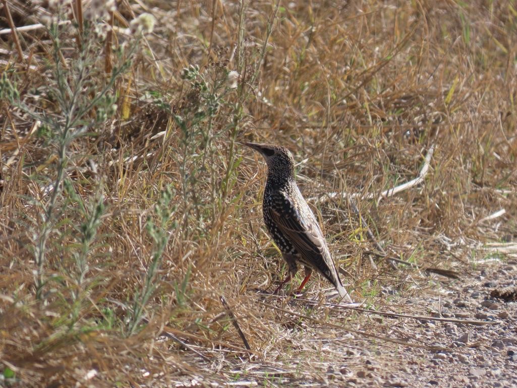 Шпак звичайний - ML646056892