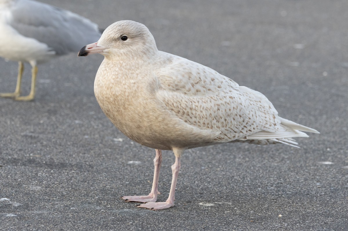 Glaucous Gull - ML646056896