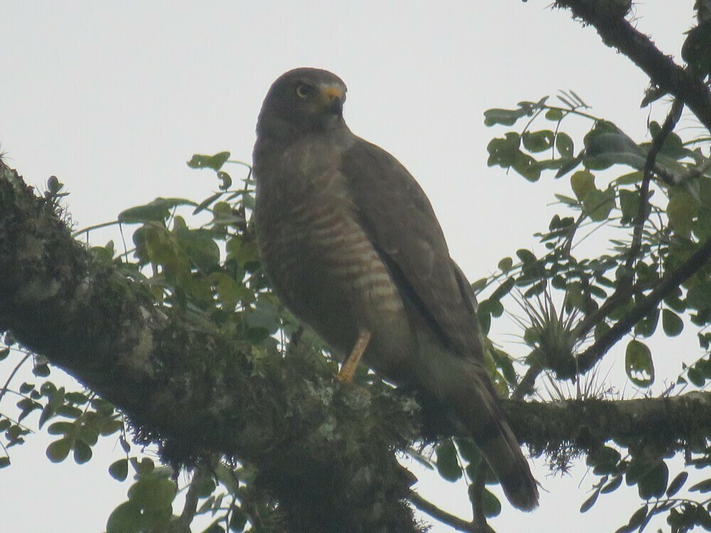 Roadside Hawk - ML646056900