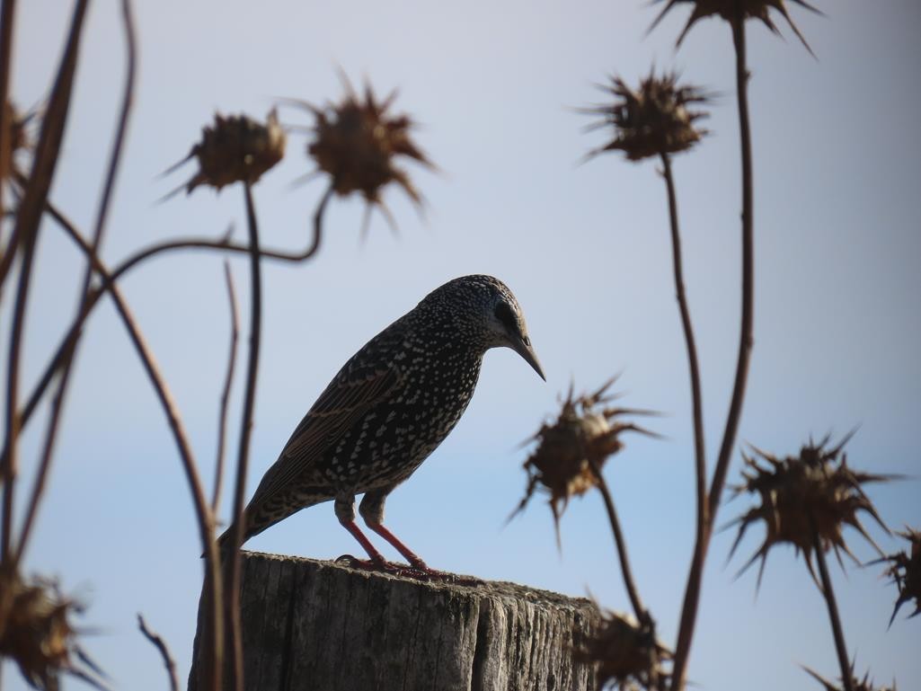 Шпак звичайний - ML646056909