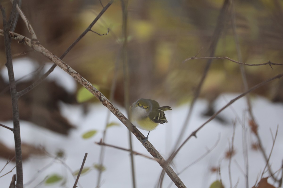 White-eyed Vireo - ML646056915