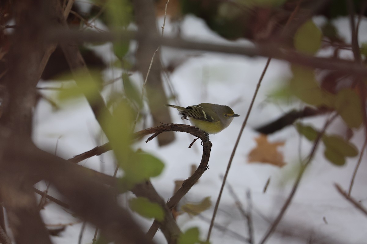 White-eyed Vireo - ML646056916