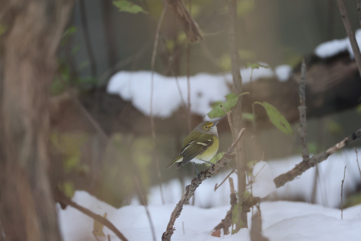 White-eyed Vireo - ML646056917
