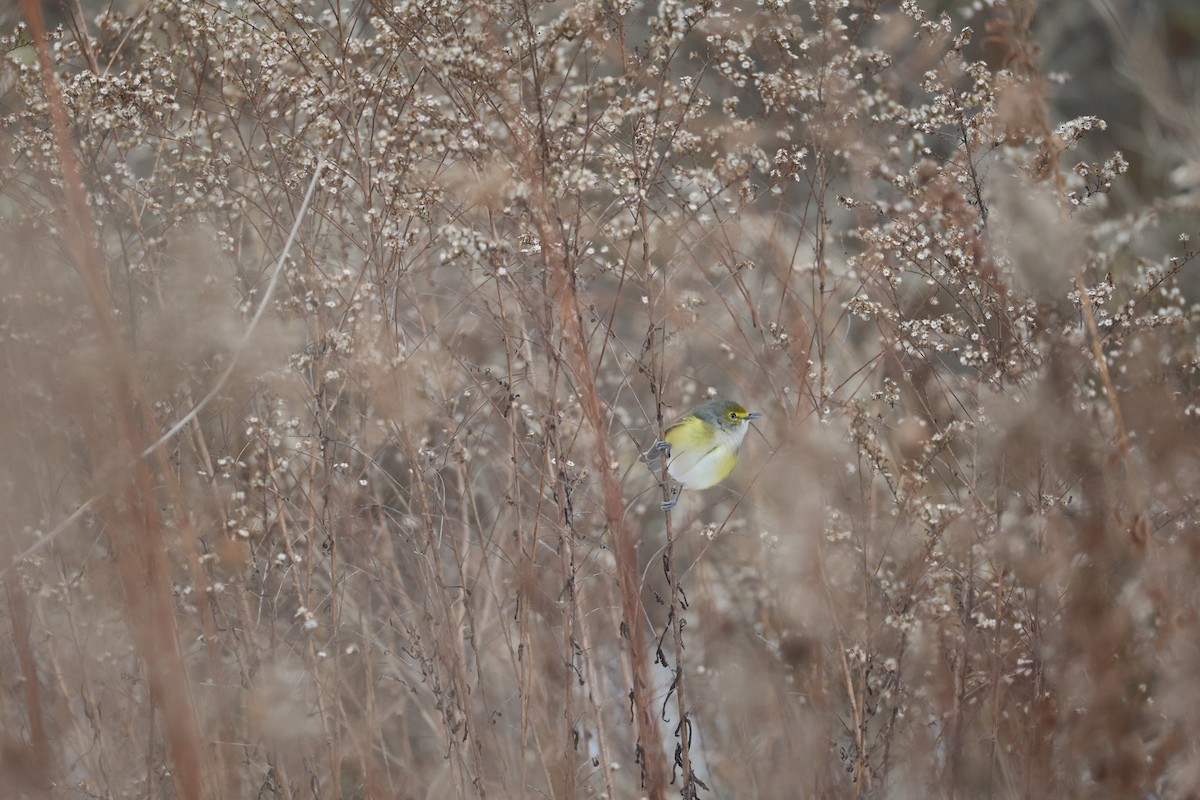 White-eyed Vireo - ML646056918