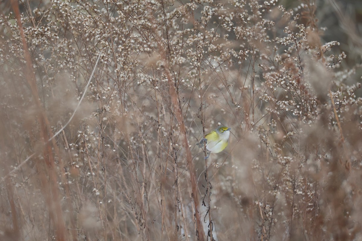 White-eyed Vireo - ML646056919