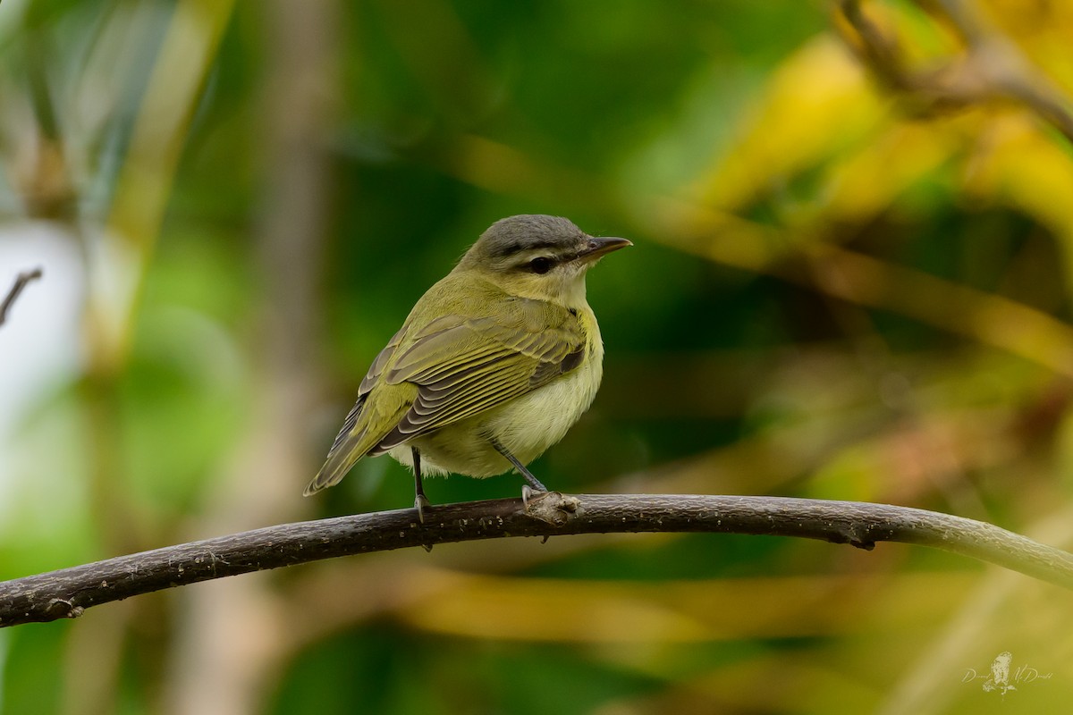 アカメモズモドキ - ML646056921