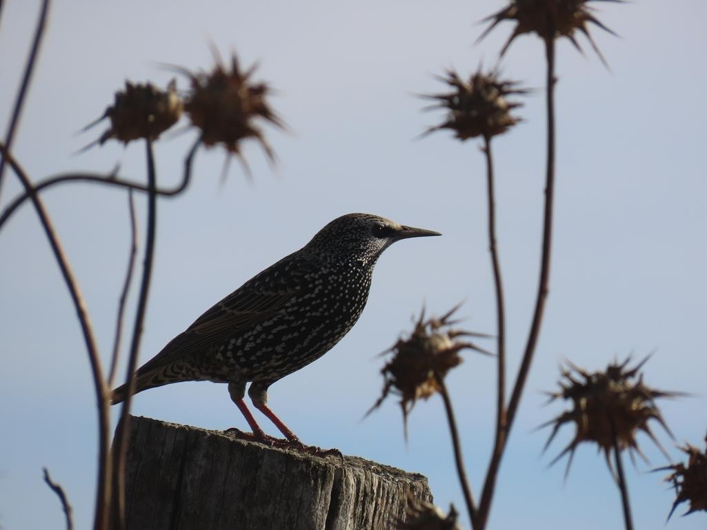 Шпак звичайний - ML646056923