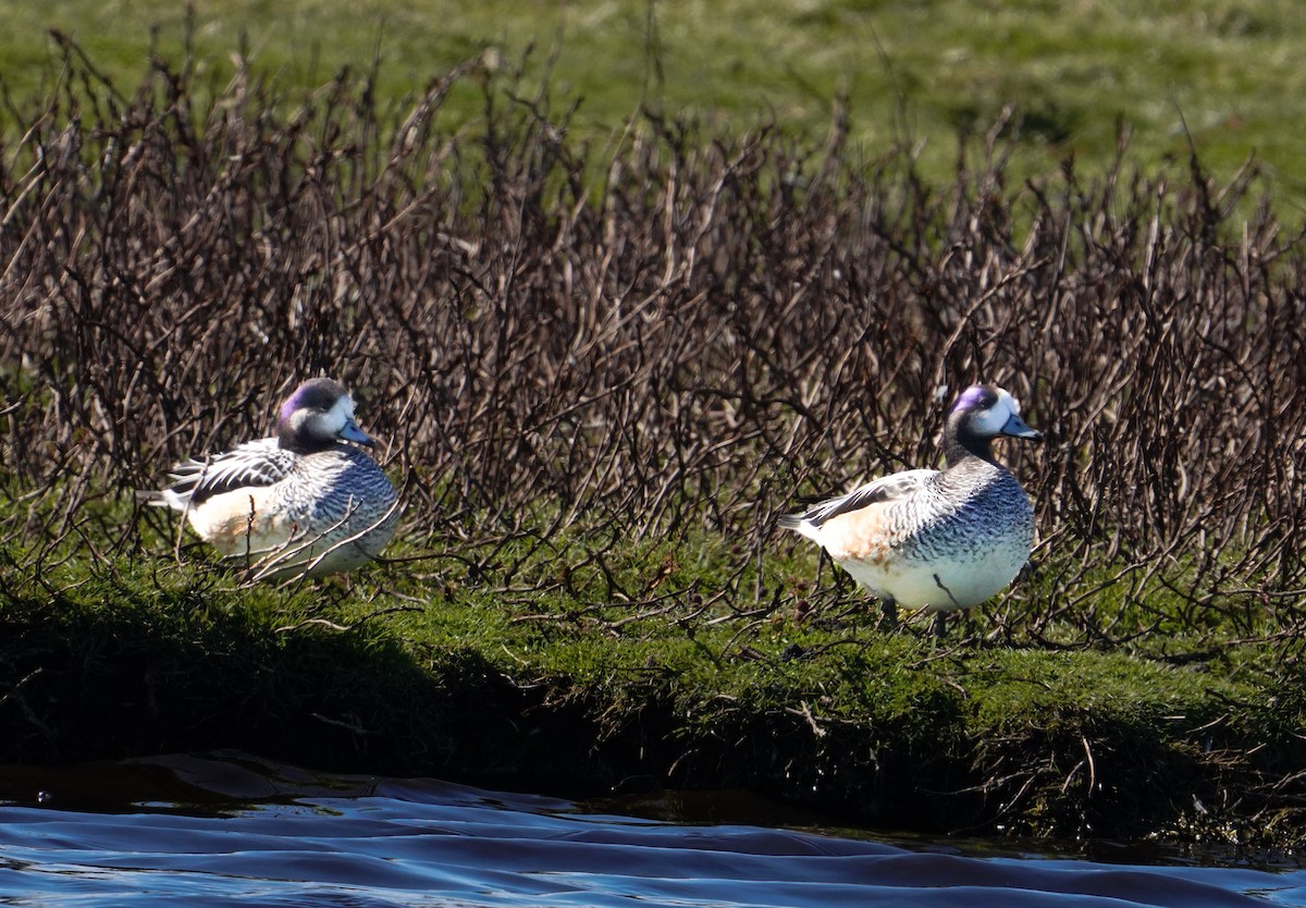 Chiloe Wigeon - ML646056924