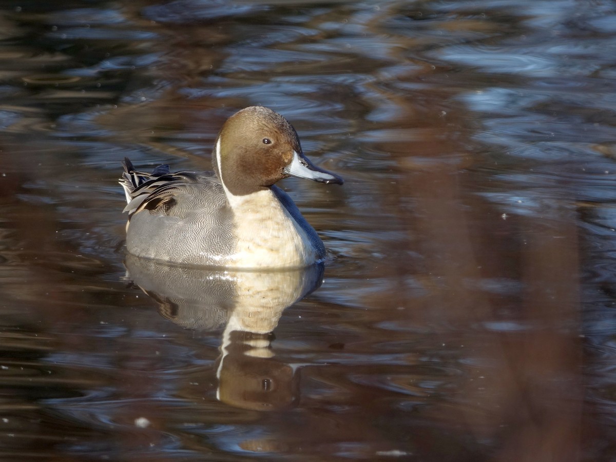 Northern Pintail - ML646056925