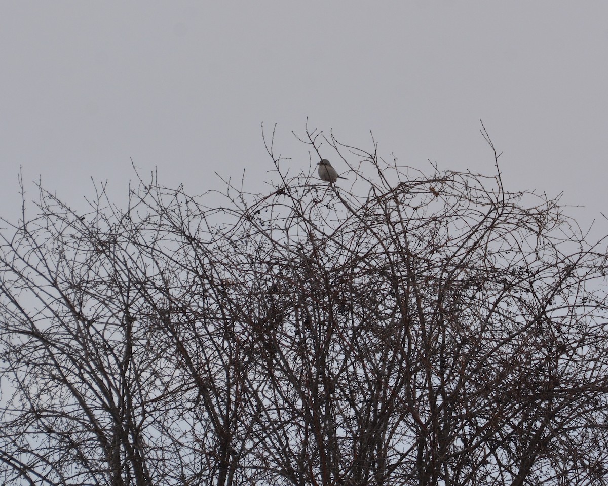 Northern Shrike - ML646056926