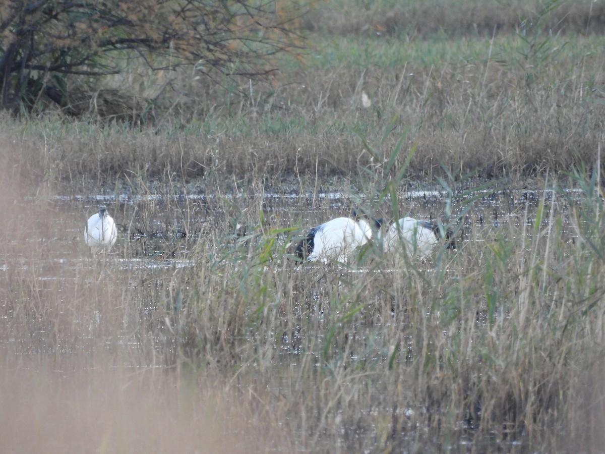 African Sacred Ibis - ML646056928