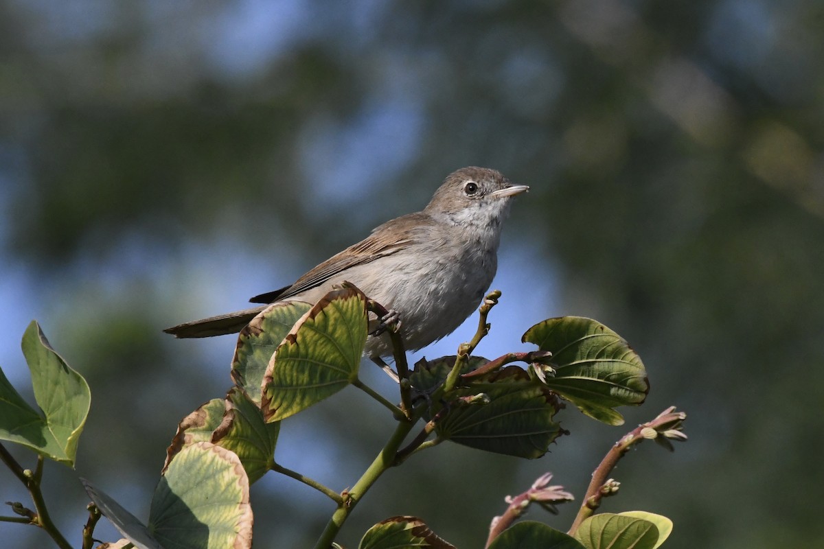 Greater Whitethroat - ML646056931